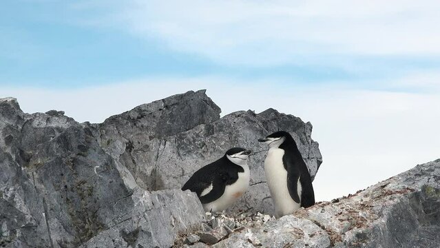 Penguins in Antarctica. Family Build Nest for Children. Couple Flapping Wings in Close-up. Antarctica Polar Winter Landscape. Behavior Of Wild Animals Adelie Penguins In Harsh Environment.