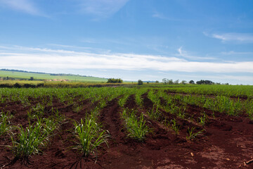 Fototapeta na wymiar Sugarcane plantation farm with cinematic sky full of clouds and sunset. Farm field at sunny day.