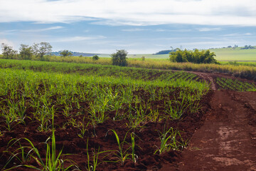 Sugarcane plantation farm with cinematic sky full of clouds and sunset. Farm field at sunny day.