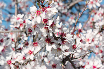Almond trees in bloom. White flowers in spring. Selective focus. Copy space.