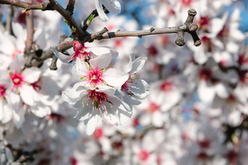 Almond trees in bloom. White flowers in spring. Selective focus. Copy space.