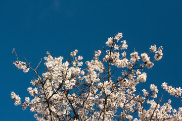 Almond trees in bloom against the blue sky. White flowers in spring. Selective focus. Copy space.