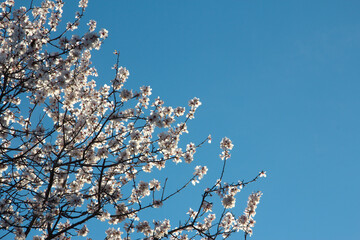 Almond trees in bloom against the blue sky. White flowers in spring. Selective focus. Copy space.