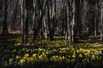 Meadow of yellow daffodils in bloom in a forest. Selective focus. Copy space.