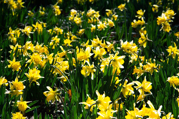 Obraz premium Yellow daffodils in bloom. Selective focus. Copy space.