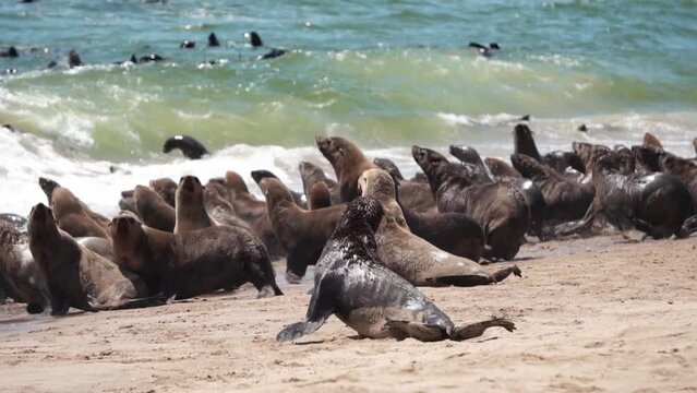 group of fur seals rush into the water slow motion
