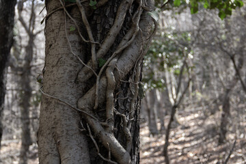 Tree bark surrounded by vine trunk. Magic tree. Selective focus. Copy space.