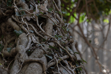 Tree bark surrounded by vine trunk. Magic tree. Selective focus. Copy space.