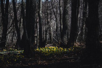 Meadow of yellow daffodils in bloom in a forest. Selective focus. Copy space.