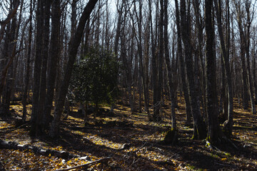Forest with dry trees in winter. Selective focus. Copy space.