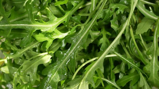 Fresh organic wet arugula or ruccola plants isolated. Close-up top view flatlay 4k stock video footage of fresh arugula, ruccola (rucola, rukola, eruca, roquette (rocket) salad) leaves background
