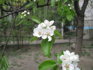 tree blossom
