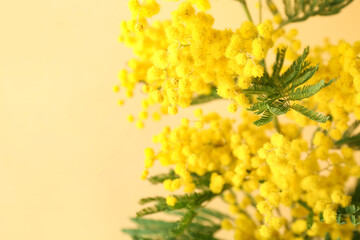 Beautiful mimosa branch on beige background, closeup