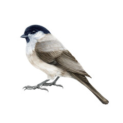 Marsh tit bird watercolor illustration. Hand drawn realistic poecile palustris on white background. Small cute chickadee bird. White background. Marsh tit forest tiny songbird illustration