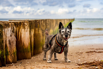 Smiling Cairn Terrier is standing on the beach with groynes and a dramatic sky