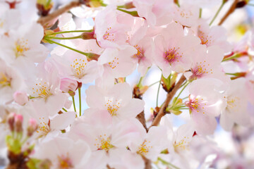たくさんの桜の花