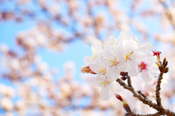 満開の桜の花