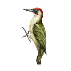 Woodpecker bird watercolor illustration. Hand drawn realistic Picus viridis wild forest bird. European green woodpecker bright avian. White background. Beautiful wildlife woodland animal - obrazy, fototapety, plakaty
