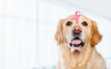 Happy dog with pink ribbon for prevent breast cancer day