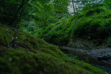 苔がむした川辺