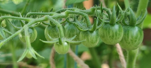 Small tomatoes grow on a branch. Still green cherry tomatoes hanging on a branch on a tomato bush among green leaves and stems. There are small villi on branches and vegetables.