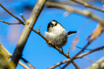 Long-tailed Tit perched on a tree branch