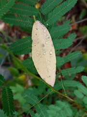 dry leaf with a morning dew