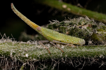 Dictyopharid Planthopper Insect Nymph