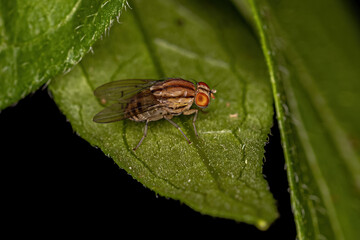 Adult Lauxaniid Fly