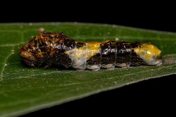 New World Giant Swallowtail Caterpillar