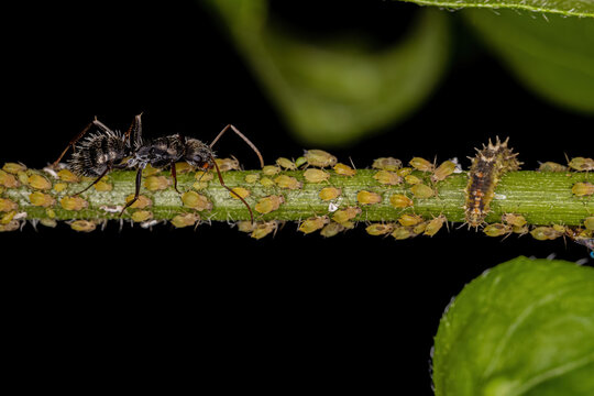 Small yellow aphids with adult carpenter ant and a hover fly larvae