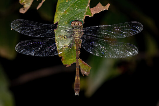 Clubtail Images – Browse 234 Stock Photos, Vectors, and Video | Adobe Stock