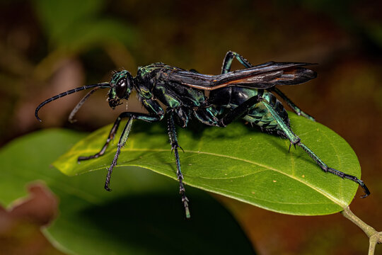 Adult Tarantula-hawk Wasp