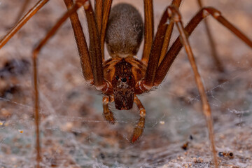 Adult Recluse Spider