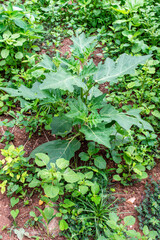Milkweed plantation on a farm in Brazil
