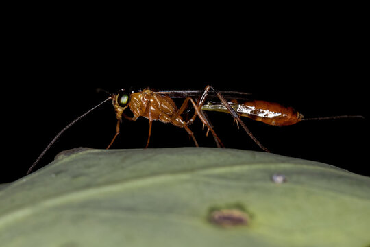 Adult Ichneumonid Wasp