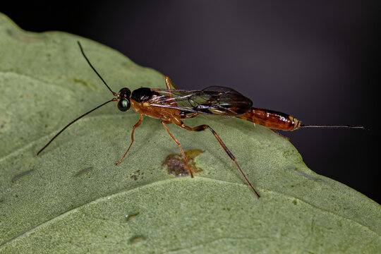 Adult Ichneumonid Wasp