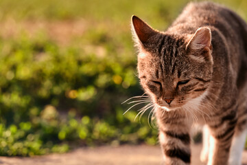 Close-up cat walks along the path. Animal squint against the sun.