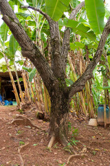 Trees, banana on site.