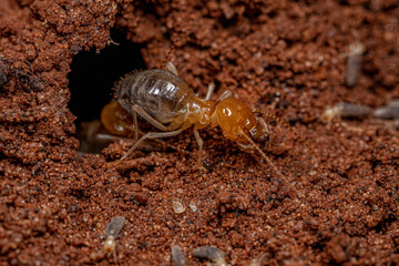 Adult Jawsnouted Termite preying on smaller termites