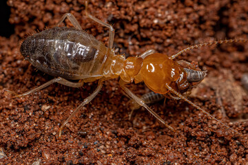 Adult Jawsnouted Termite preying on smaller termites