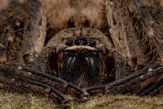 Adult Huntsman Spider