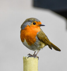 Robin on a fence post.