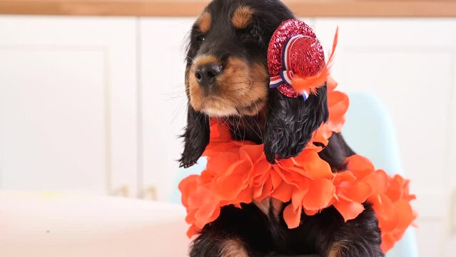 Funny little puppy in accessories King's Day in Holland. Traditional Dutch feast in April of the Orange King. High quality 4k footage