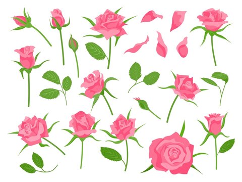 Cartoon blooming pink rose flower, green leaf, petal and bud. Classic floral wedding decoration. Roses plant. Romantic flowers vector set