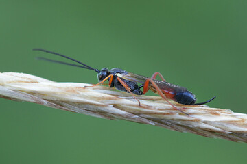 Female parasitoid wasp, commonly known as scorpion wasp, with long curved ovipositor