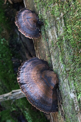 Benzoin bracket fungus, wild polypore from Finland