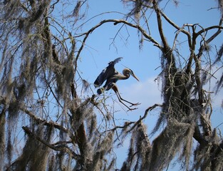 Great Blue Heron mystical landing in southern spanish moss trees