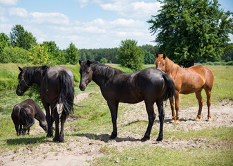 Fototapeta premium horses on the green meadow on the grass in summer