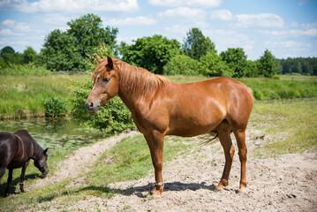 Naklejka na ściany i meble horses in green field near river in summer